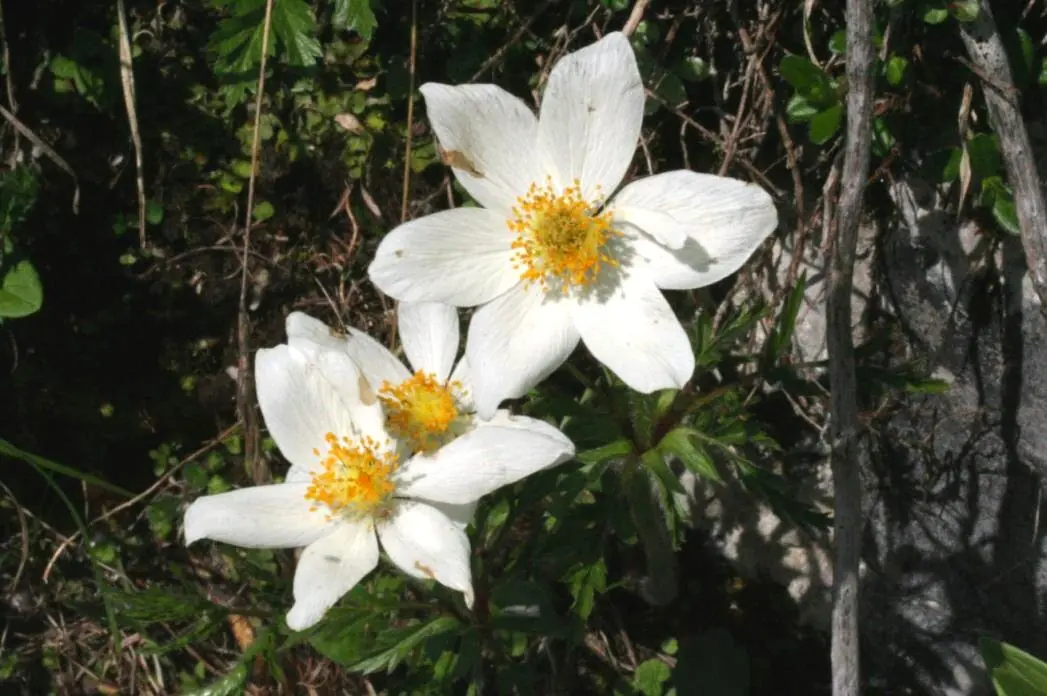 Floraison sur le Monte Baldo