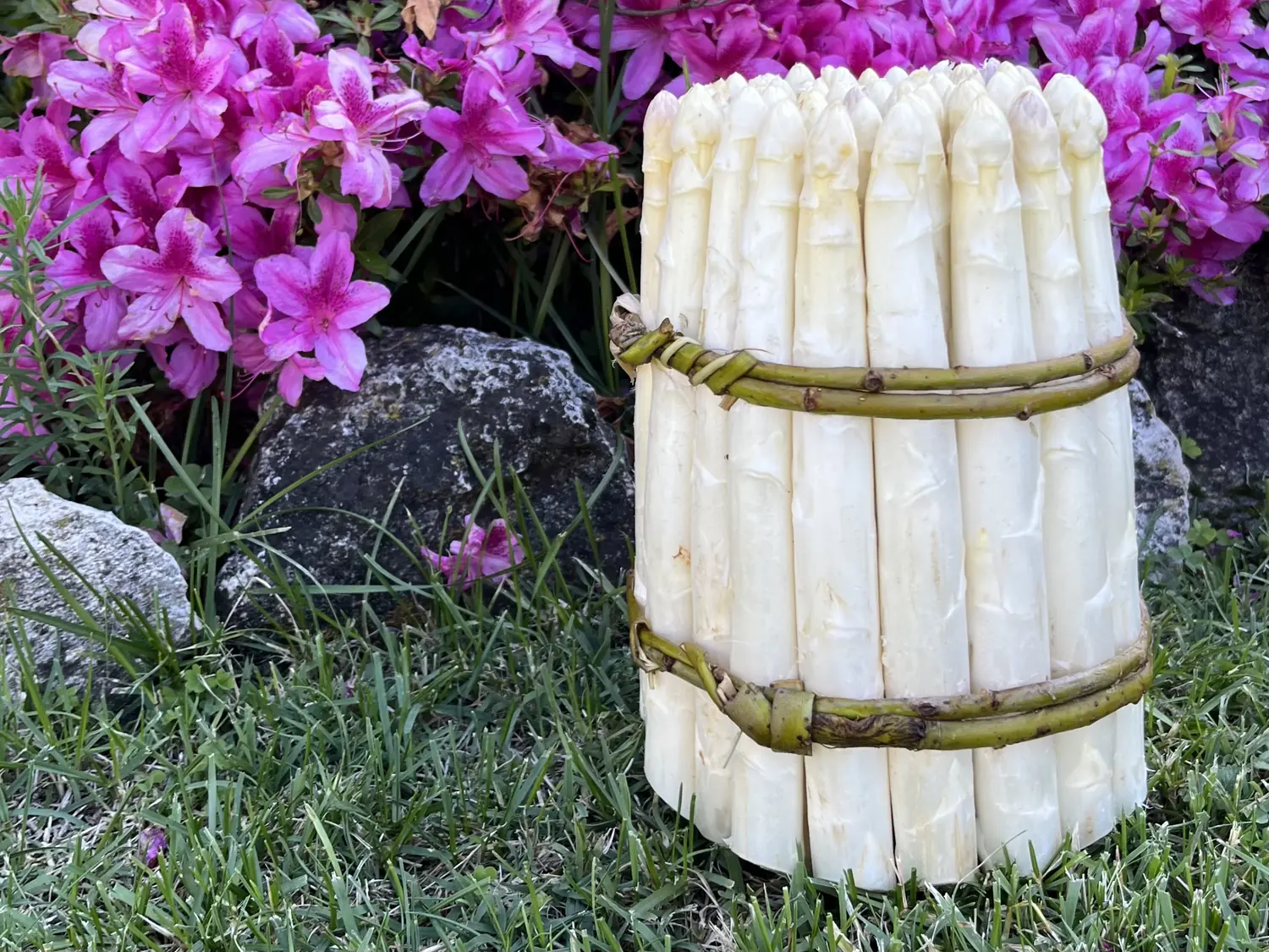 Fête de l’Asperge, Rivoli Veronese