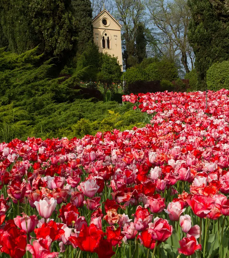 Tulipanomania, Parco Giardino Sigurtà